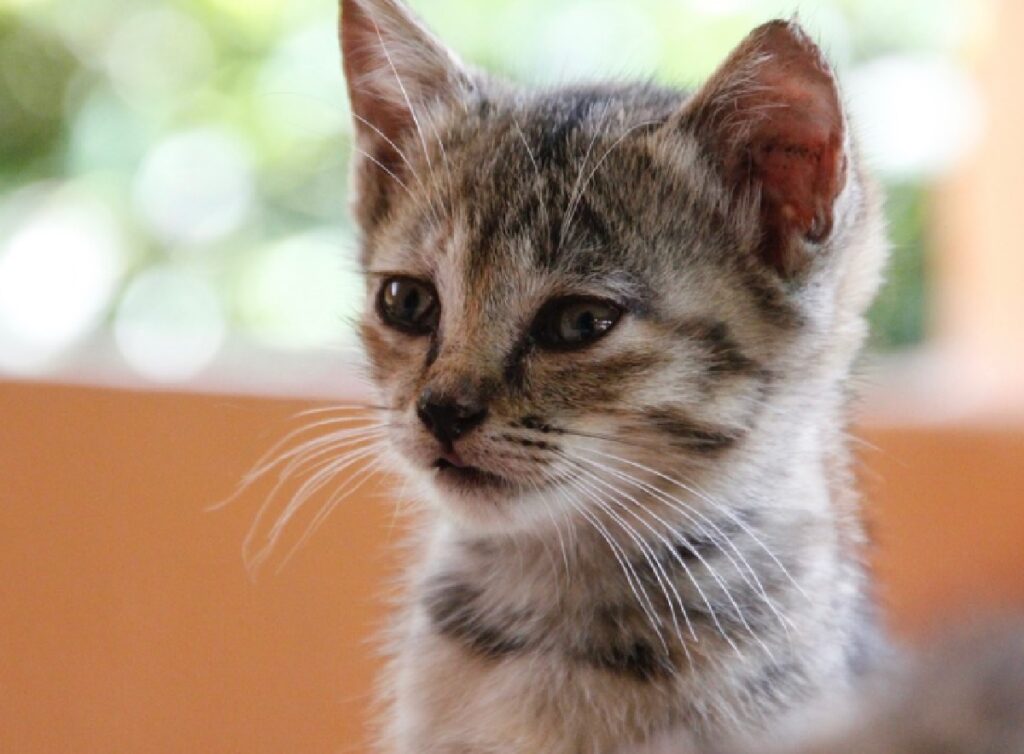 gatti adozioni situazione pandemica