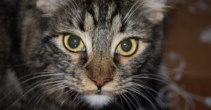 Bergamo, boom di adozioni per gatti e non solo