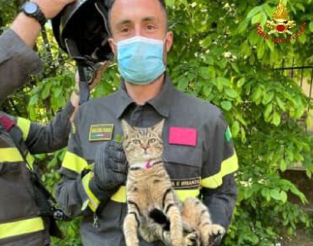 brugherio gatto su albero scala metallica