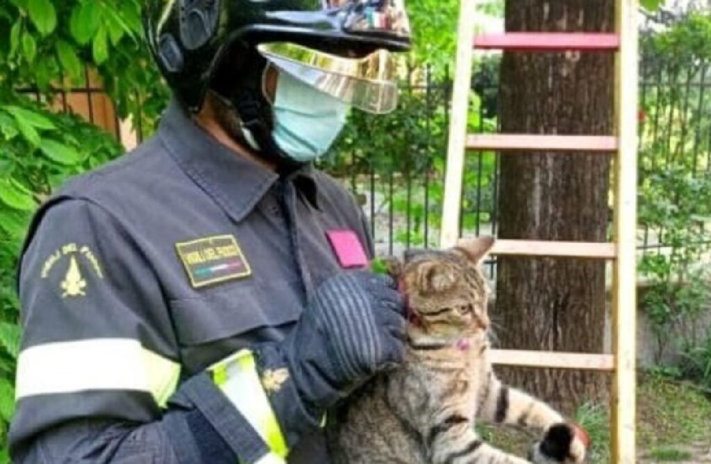 brugherio gatto incastrato su albero