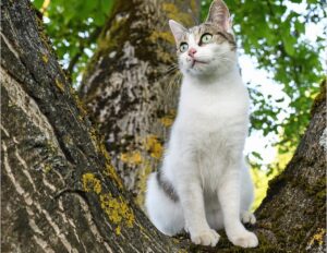 Brugherio, il gatto rimane bloccato sull’albero, intervengono i vigili del fuoco