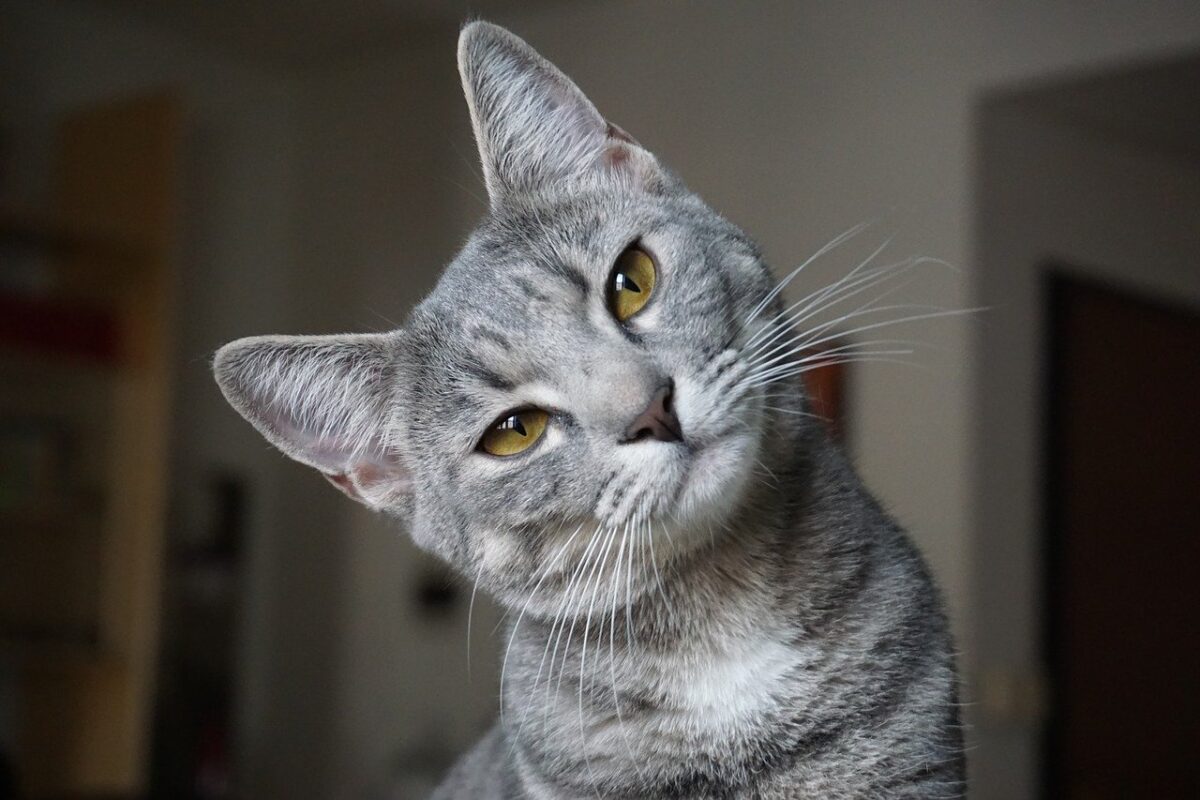 gatto grigio