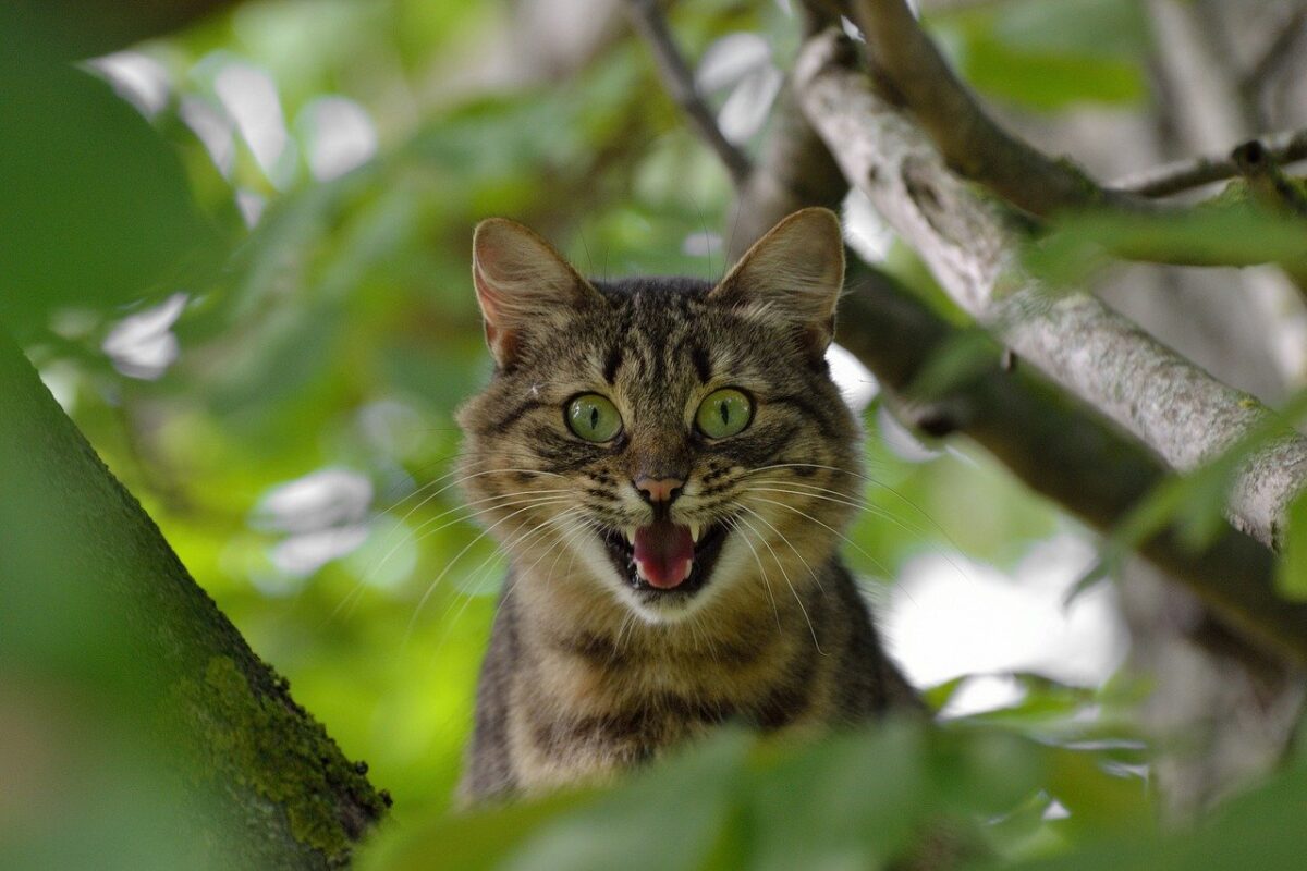 gatto sull'albero