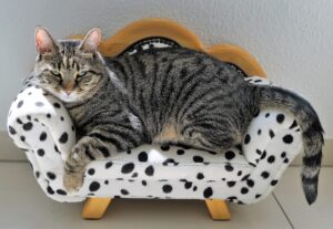 gatto sul divanetto