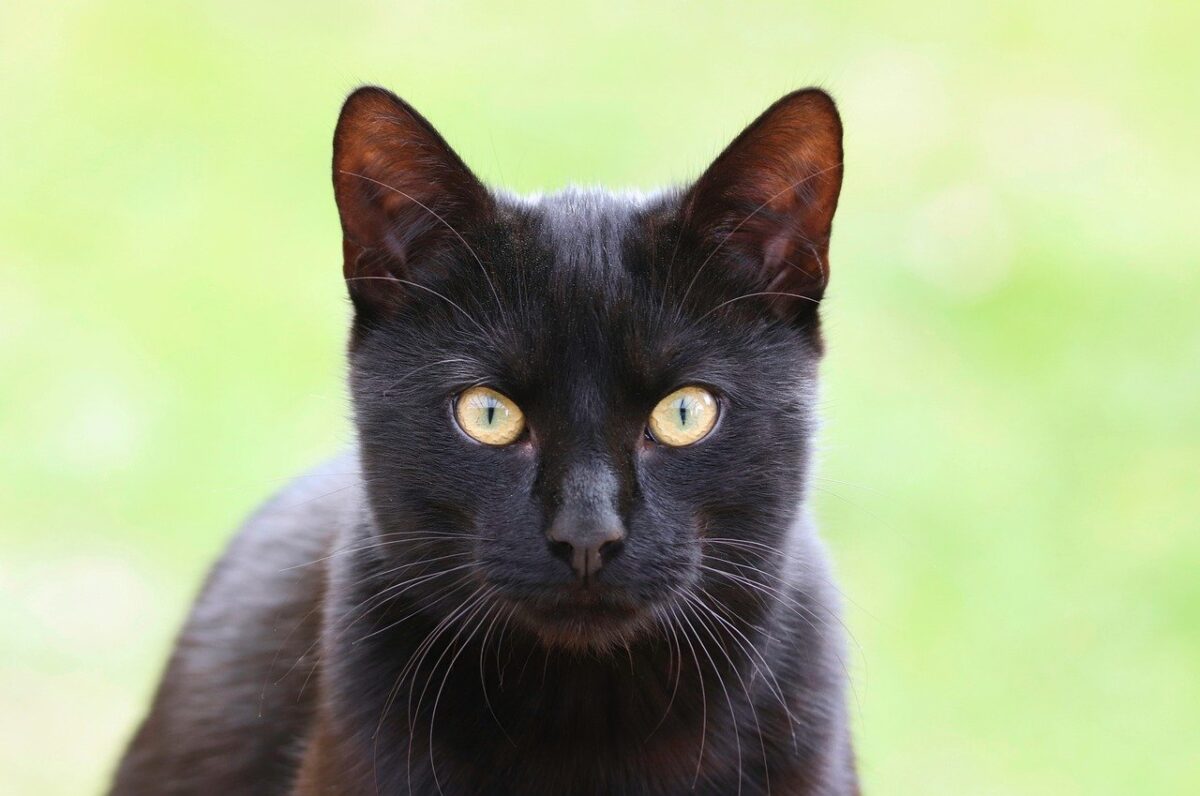 gatto nero sul prato