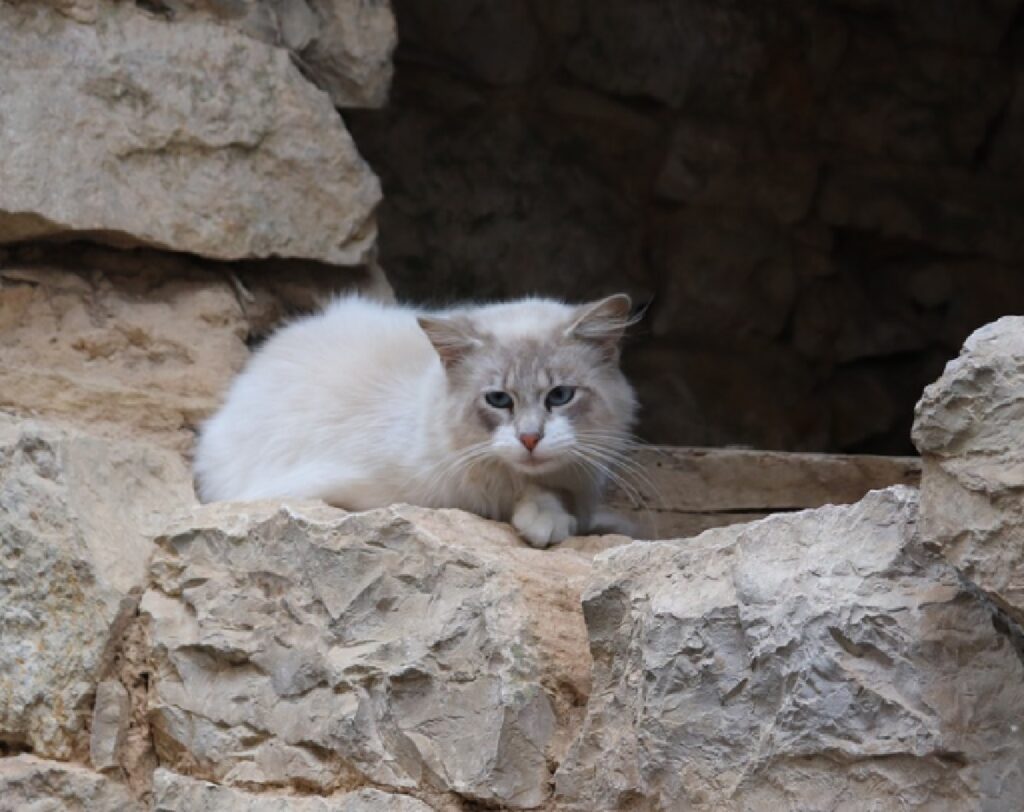 ceglie messapica gatti in pericolo causa criminale