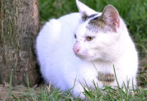 Ceglie Messapica, gatti avvelenati nel centro cittadino, scatta la denuncia