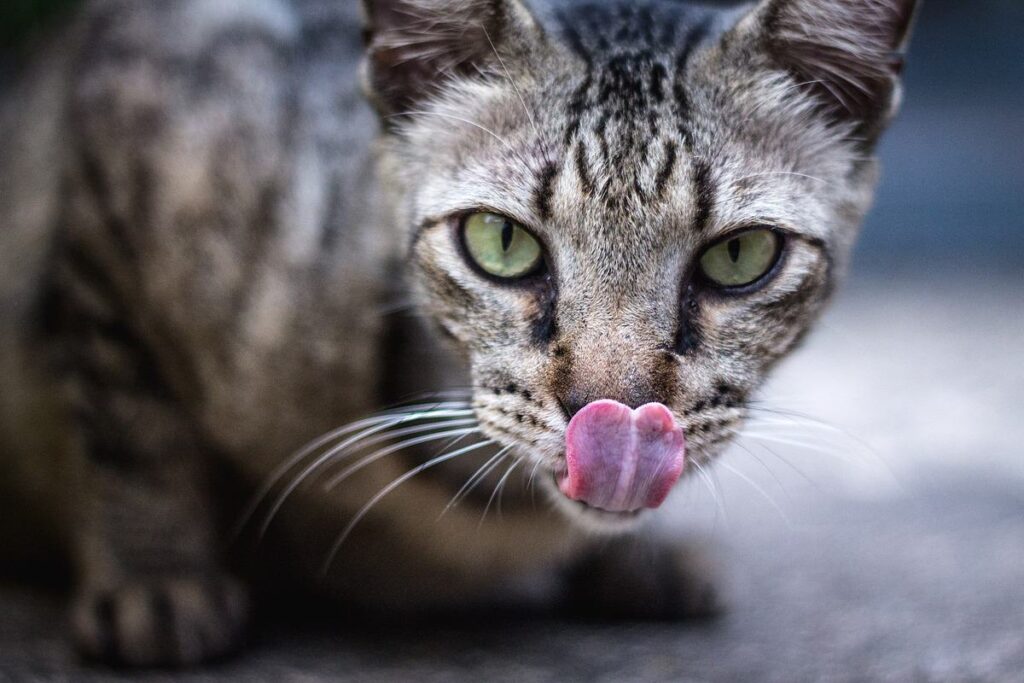 gatto che esce la lingua