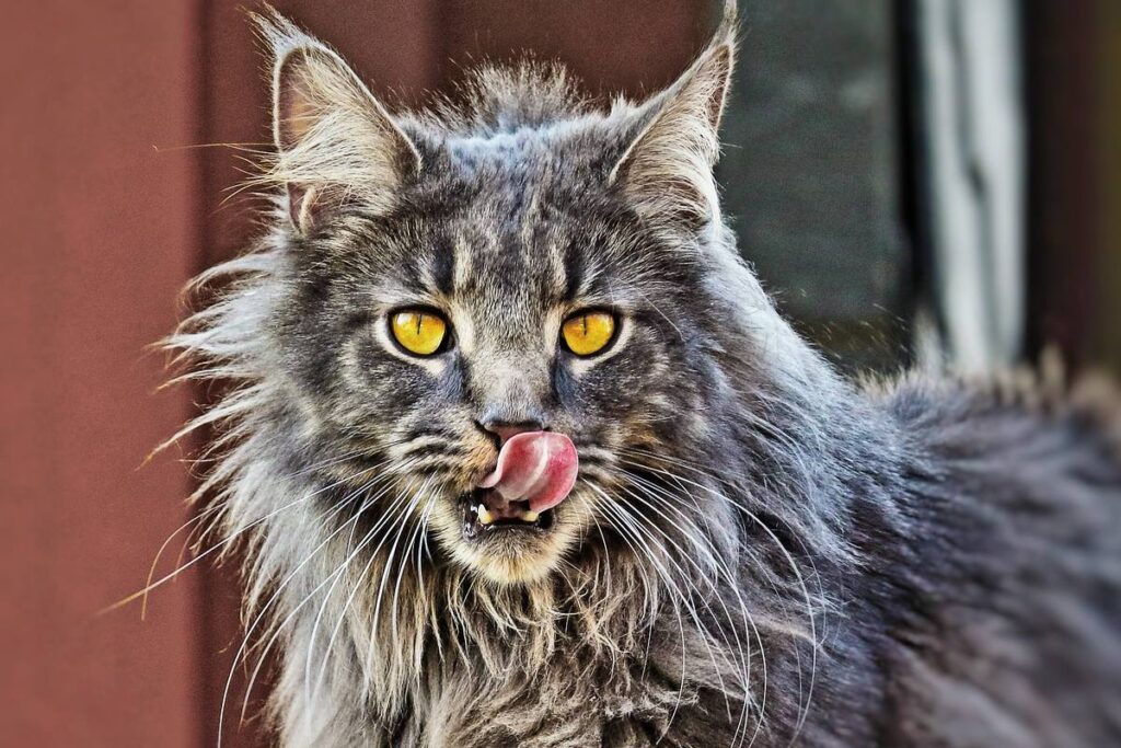 gatto maine coon