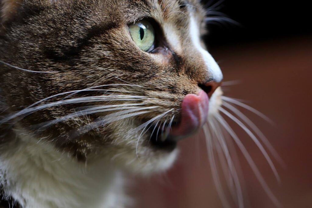 gatto tigrato con gli occhi verdi