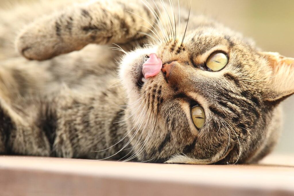 gatto disteso su un fianco