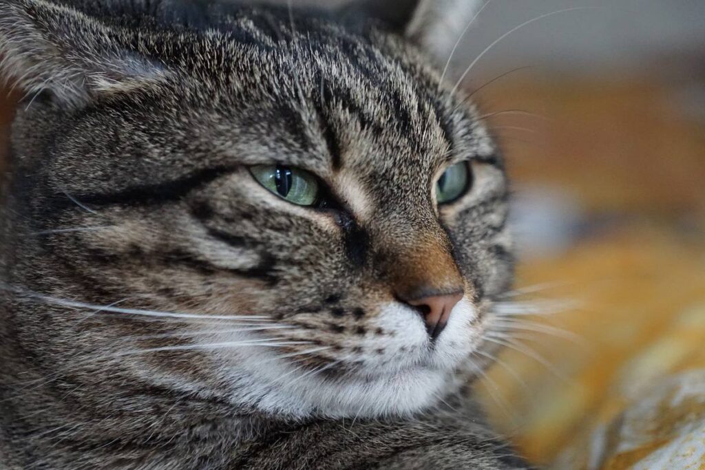 gatto con gli occhi socchiusi