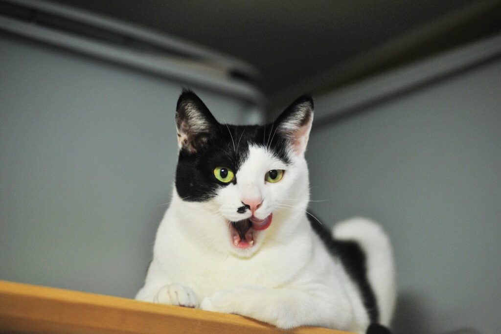 gatto sopra un armadio