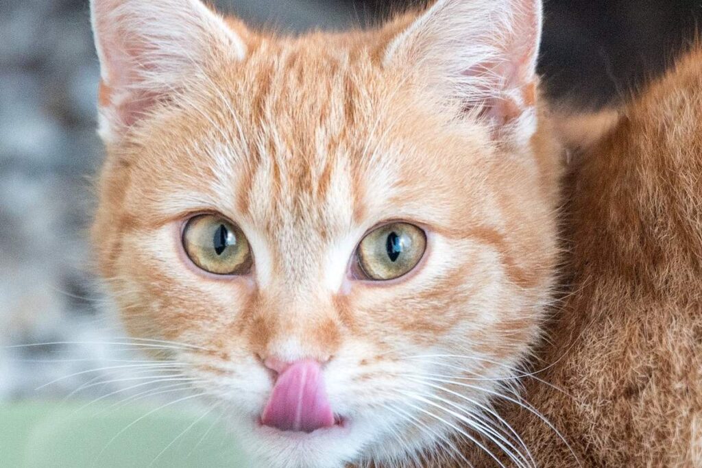 gatto arancione che si lecca il muso