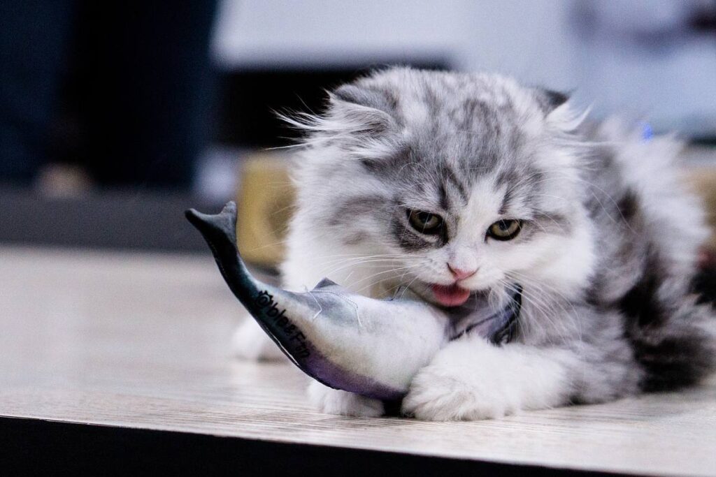 gatto che gioca con un pesce finto