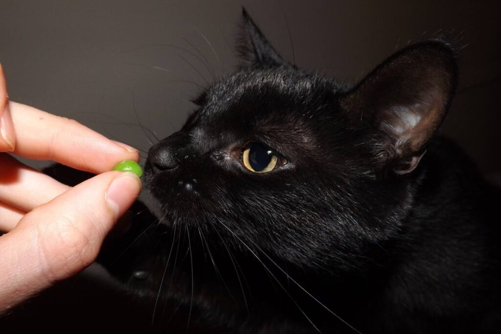 gatto nero annusa un pisello