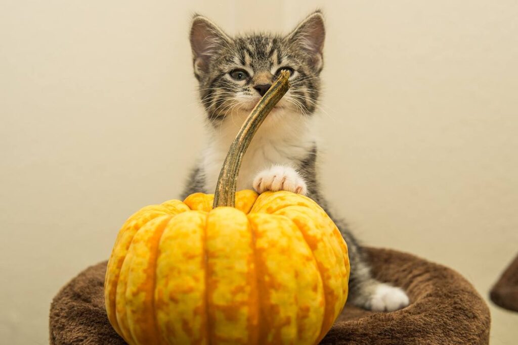 gattino gioca con una zucca