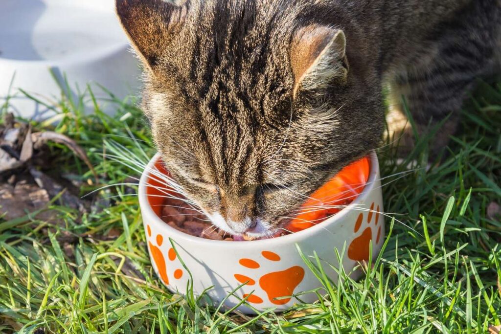 gatto con ciotola bianca e arancione