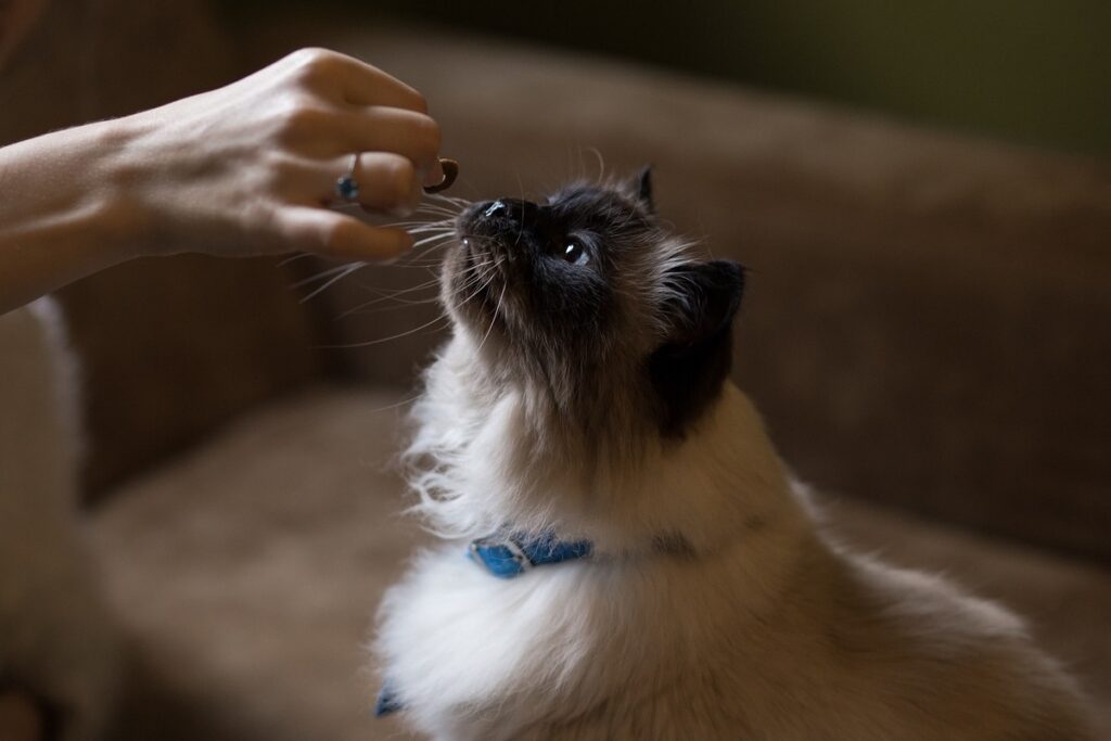 gatto siamese a pelo lungo