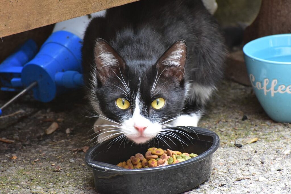 gatto bianco e nero con ciotola di crocchette