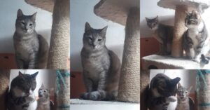 Ciccio e Agnes, due gatti diffidenti in cerca di casa