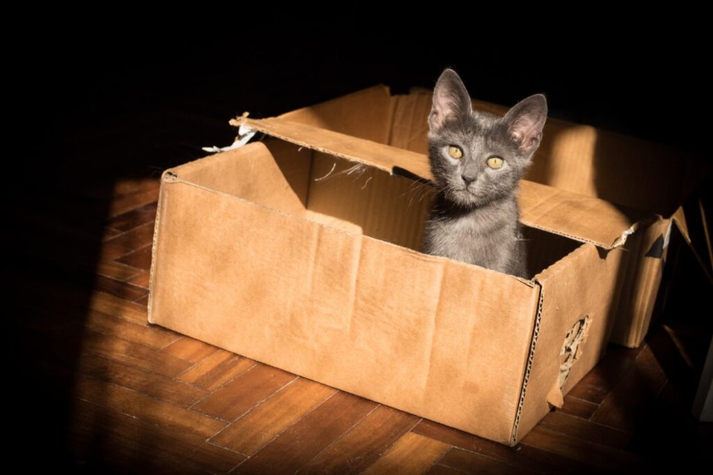 gattino nel box