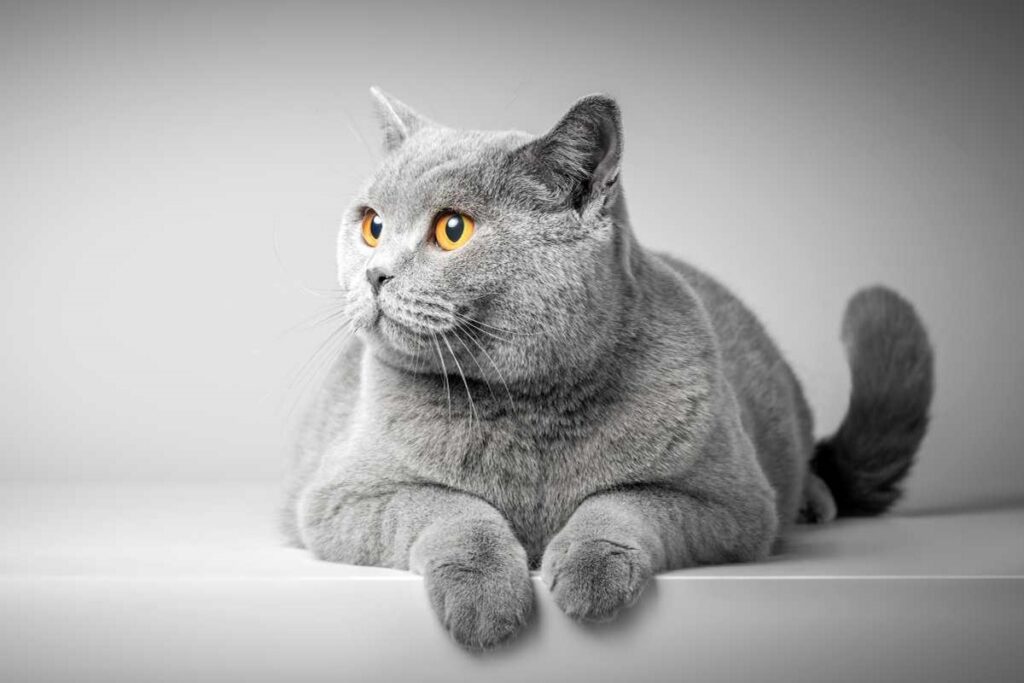 gatto grigio