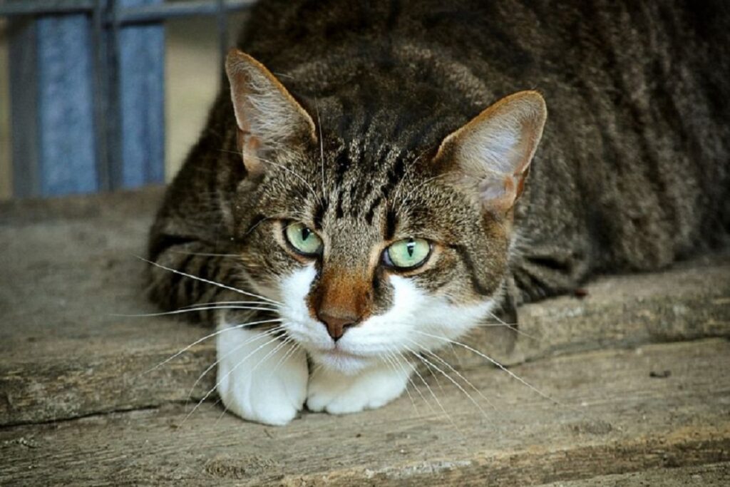 gatto bianco e tigrato