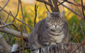 Come si allena il gatto? Tutti i suoi esercizi per restare in forma