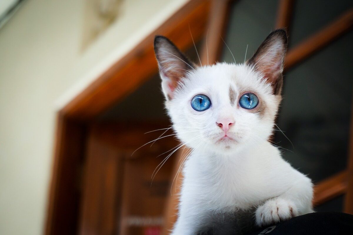 gatto bianco con occhi azzurri
