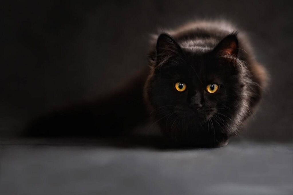 gatto nero a pelo lungo