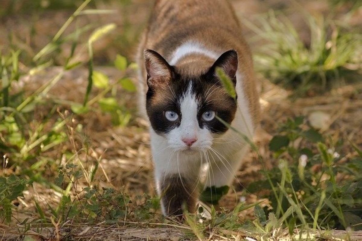 micio passeggia