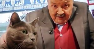 Cosa pensa dei gatti Maurizio Costanzo, il video con Filippo