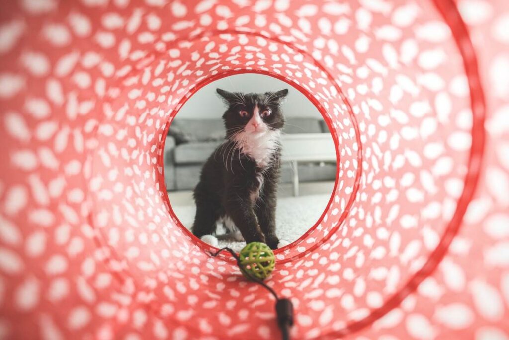 gatto gioca con tunnel