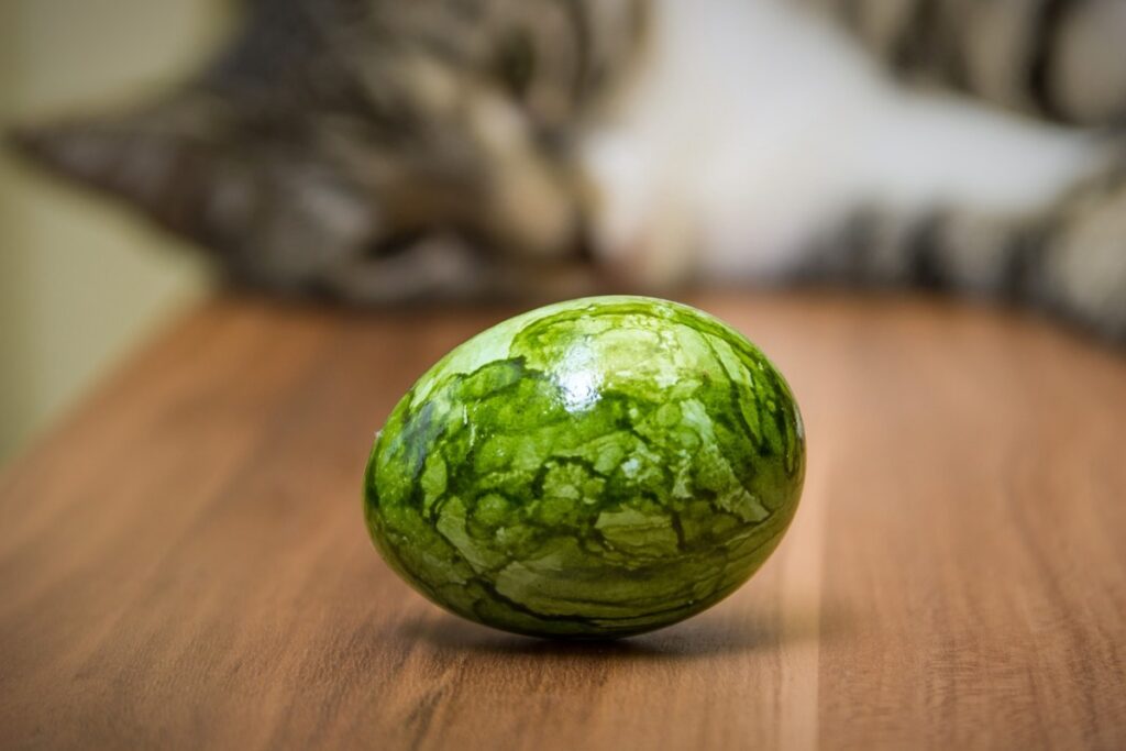 gatto con uovo verde