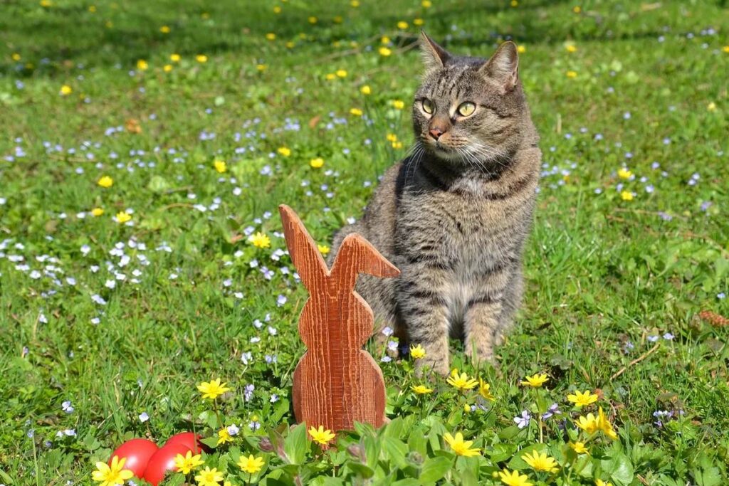 gatto in giardino