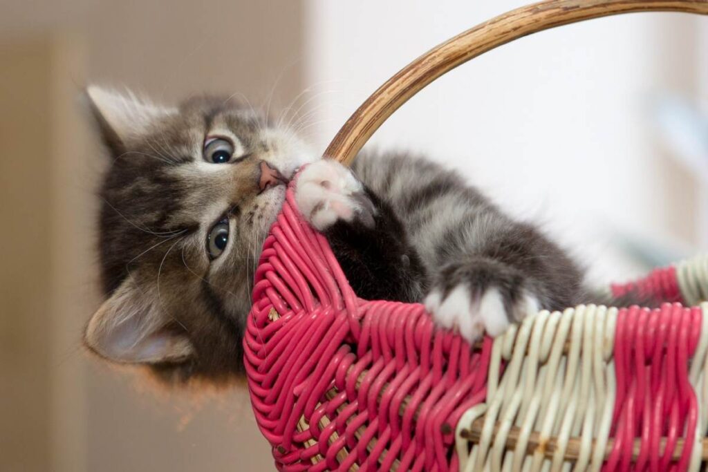 gattino gioca con un cestino