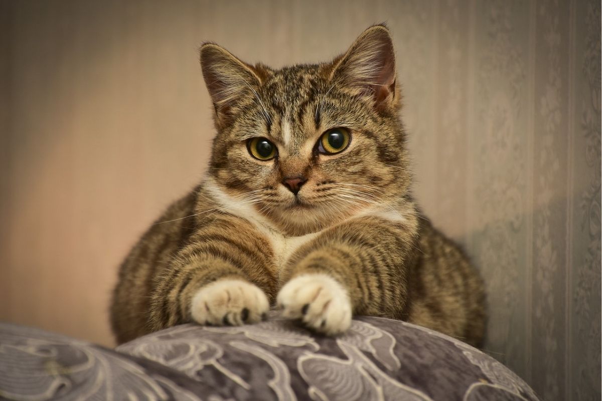 gatto con zampe sul divano