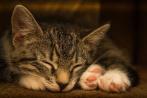 Dopo quanto tempo si addormenta un gatto?