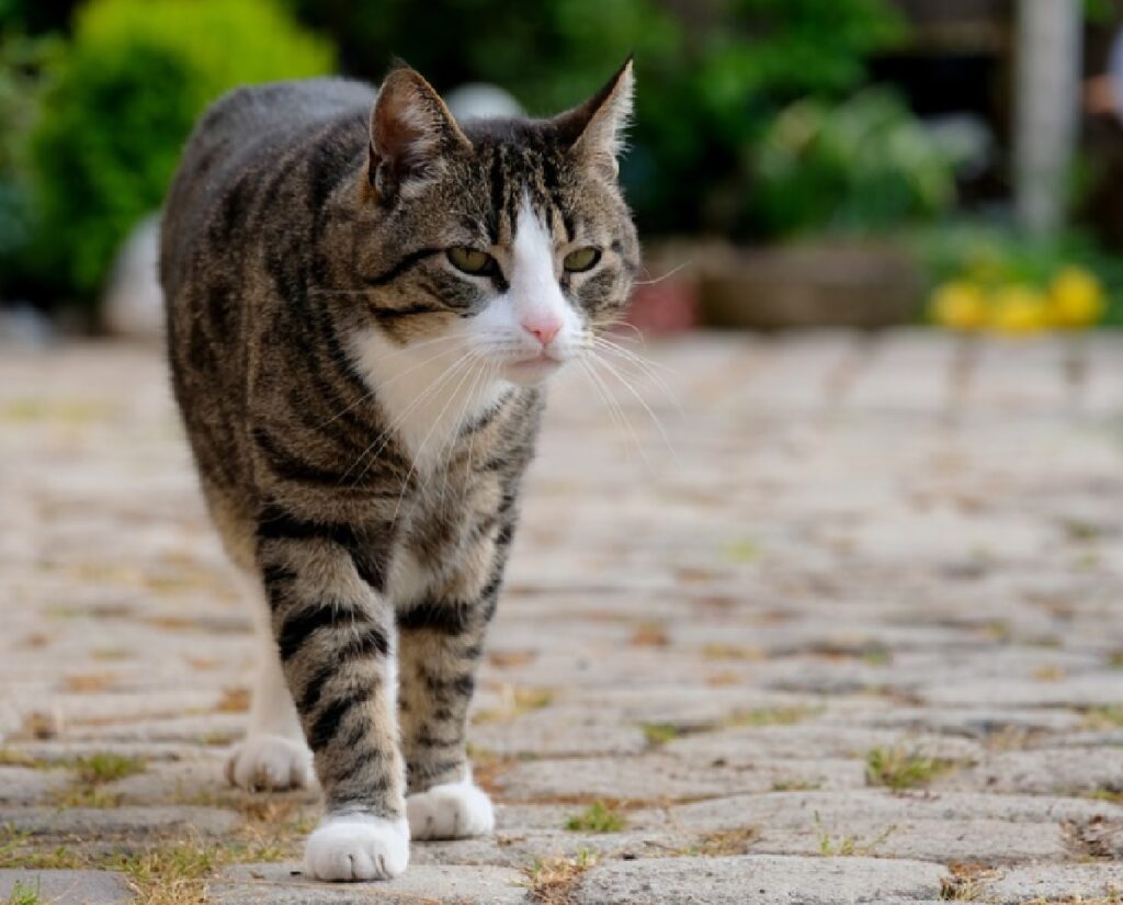 egitto gatto un incendio da piromane