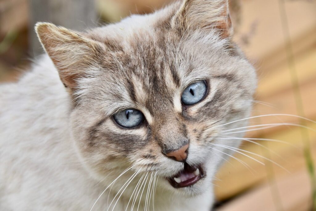 gatto con la bocca aperta