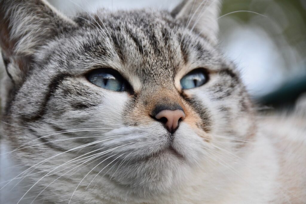 gatto con gli occhi chiari