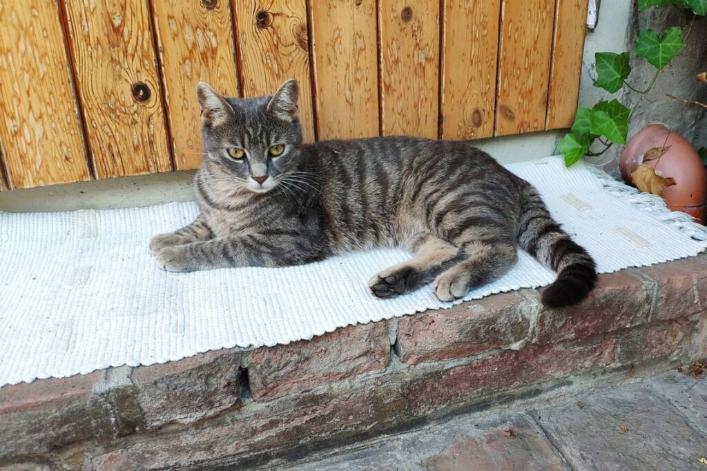 gatto tigrato disteso davanti alla porta