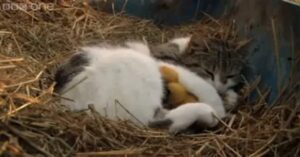 Una mamma gatta commuove il mondo adottando tre piccoli anatroccoli (VIDEO)