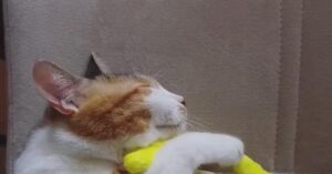 Una gattina dorme circondata da canarini (VIDEO)
