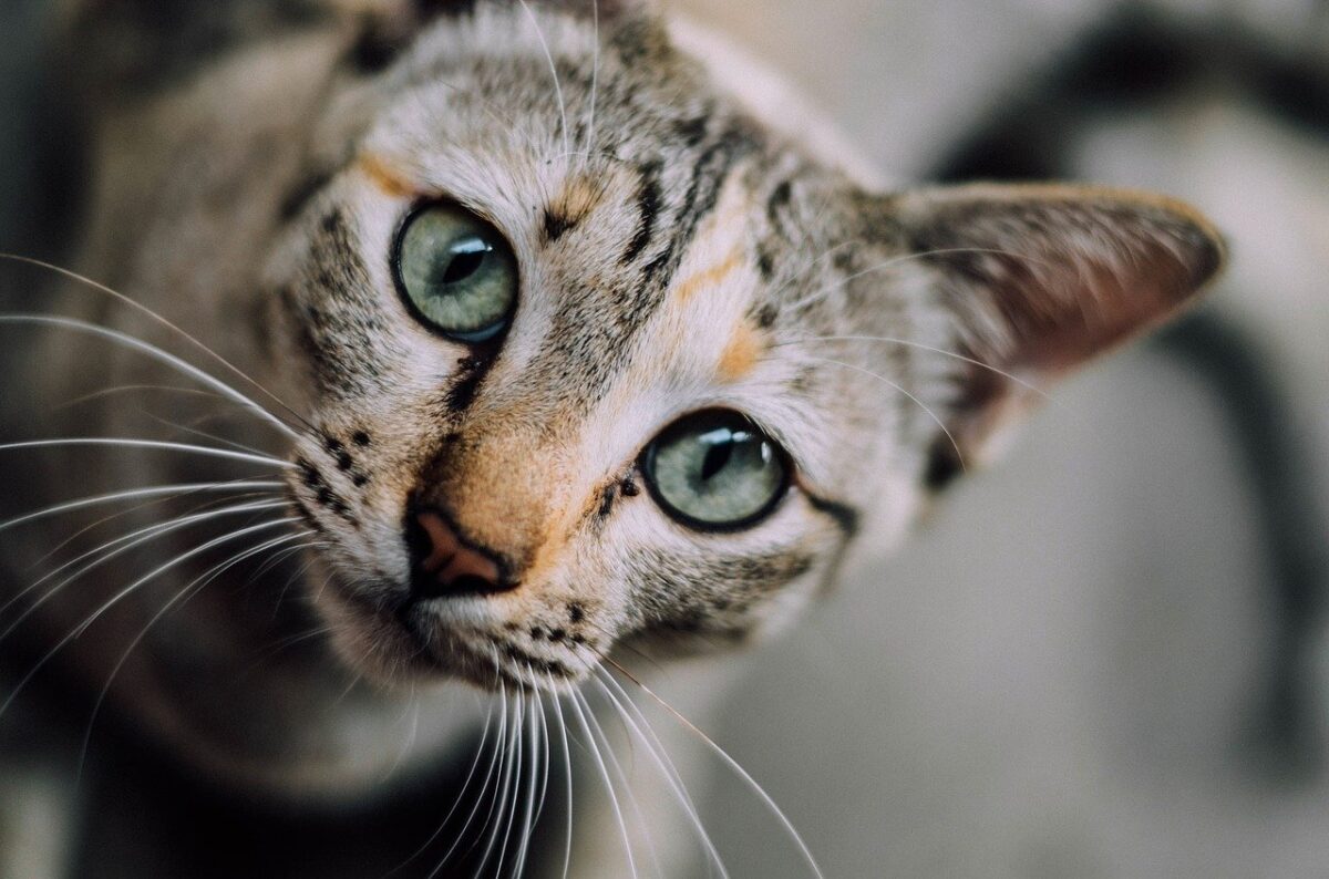 gatto in primo piano