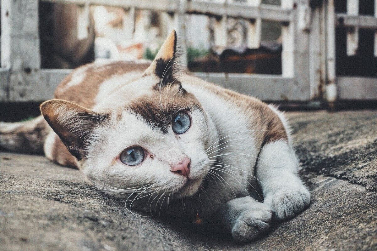 gatto bianco