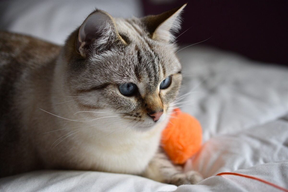 gatto con gomitolo