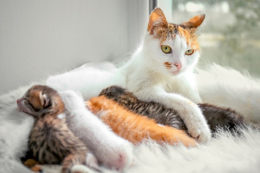 mamma gatta con i suoi cuccioli