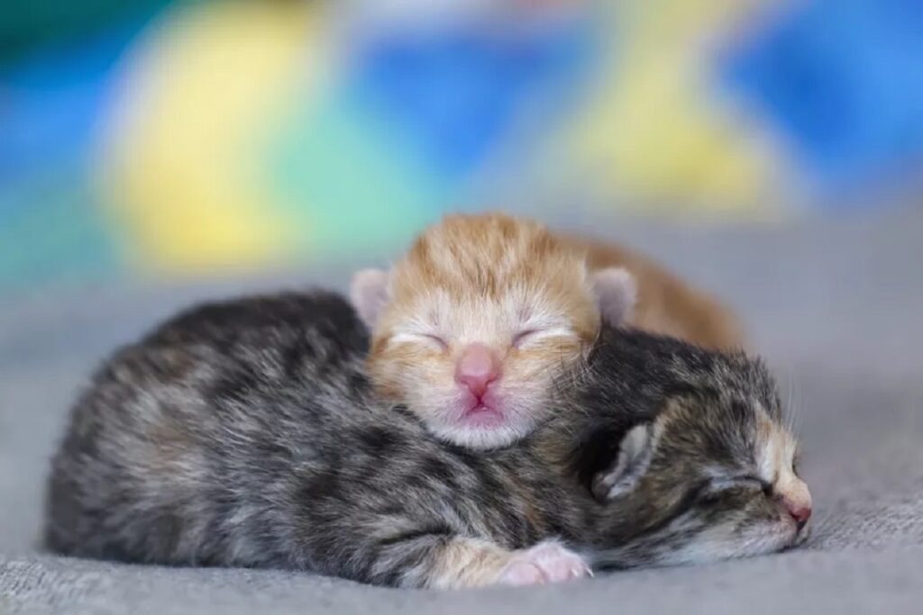 due gattini che dormono